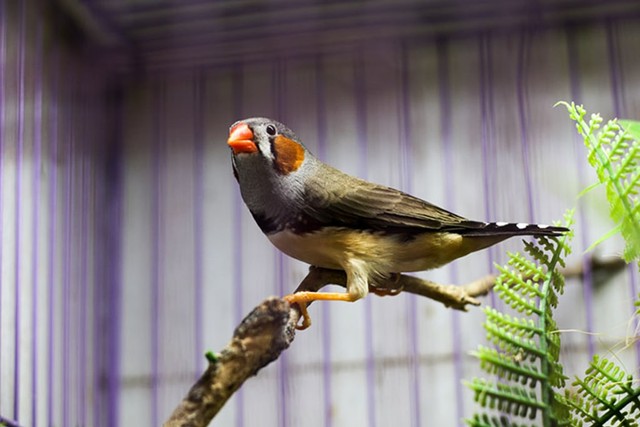 Jenis-Jenis Burung Pipit Yang Banyak Di Indonesia
